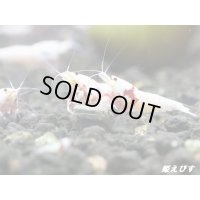 レッドビーシュリンプ　PRL（ピュアレッドライン）モスラ　繁殖１０匹セット　