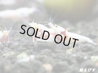 レッドビーシュリンプ　PRL（ピュアレッドライン）モスラ　繁殖１０匹セット　