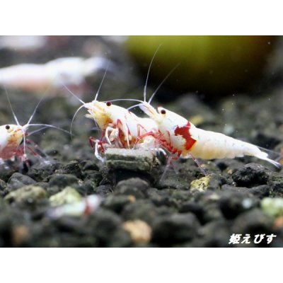 画像1: レッドビーシュリンプ　PRL（ピュアレッドライン）モスラ　繁殖５匹セット　