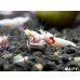 画像1: レッドビーシュリンプ　PRL（ピュアレッドライン）モスラ　繁殖５匹セット　 (1)