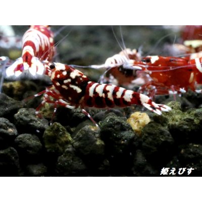 画像2: Red Galaxy Fishborn １０匹