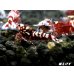 画像2: Red Galaxy Fishborn １０匹 (2)