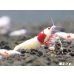 画像2: レッドビーシュリンプ　PRL（ピュアレッドライン）モスラ　繁殖５匹セット　 (2)