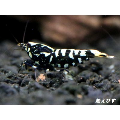 画像3: Black Galaxy Fishborn １０匹