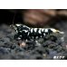 画像3: Black Galaxy Fishborn １０匹 (3)