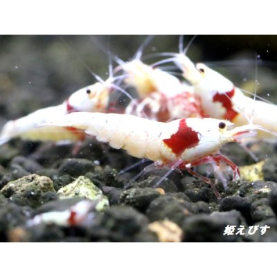 画像3: レッドビーシュリンプ　PRL（ピュアレッドライン）モスラ　繁殖５匹セット　