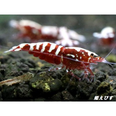 画像3: Red Galaxy Fishborn １０匹