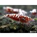 画像3: Red Galaxy Fishborn １０匹 (3)
