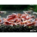 Red Galaxy Fishborn １０匹