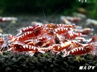 Red Galaxy Fishborn １０匹