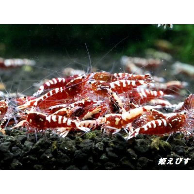 画像1: Red Galaxy Fishborn １０匹