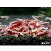 画像1: Red Galaxy Fishborn １０匹 (1)