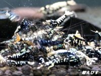 Black Galaxy Fishborn １０匹