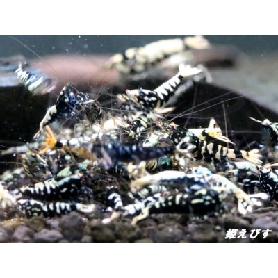 画像1: Black Galaxy Fishborn １０匹