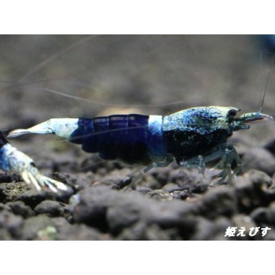 画像3: サムライブルー　ペア＝２匹　
