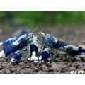 サムライブルー　ペア＝２匹　