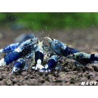サムライブルー　ペア＝２匹　