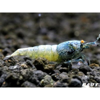 画像4: ECLIPSE turquoise(エクリプスターコイズ）　＜強ブルー発色＞抱卵ペア＝２匹　＜認証ステッカー付き＞