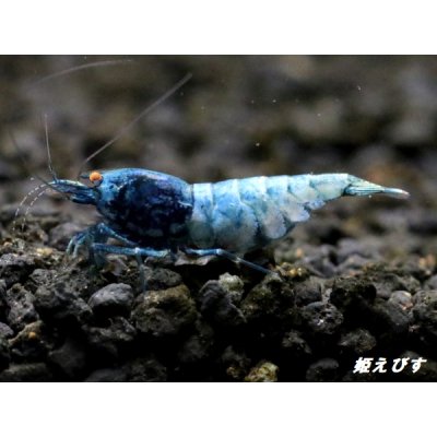 画像2: ECLIPSE turquoise(エクリプスターコイズ）　＜強ブルー発色＞抱卵ペア＝２匹　＜認証ステッカー付き＞