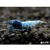 画像2: ECLIPSE turquoise(エクリプスターコイズ）　＜強ブルー発色＞抱卵ペア＝２匹　＜認証ステッカー付き＞ (2)