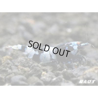 画像1: Black ECLIPSE-Rays（レイズ）　抱卵個体＝１匹（極上-ブルー発色個体）＜認証ステッカー付き＞