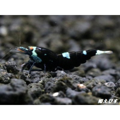 画像2: Black ECLIPSE Shrimp(ブラックエクリプス）　エントリーグレードペア＝２匹　＜認証ステッカー付き＞