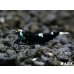 画像2: Black ECLIPSE Shrimp(ブラックエクリプス）　エントリーグレードペア＝２匹　＜認証ステッカー付き＞ (2)