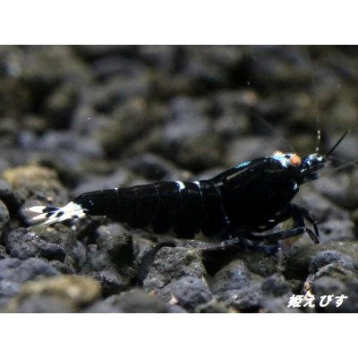 画像3: Black ECLIPSE Shrimp(ブラックエクリプス）　エントリーグレードペア＝２匹　＜認証ステッカー付き＞
