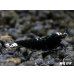 画像3: Black ECLIPSE Shrimp(ブラックエクリプス）　エントリーグレードペア＝２匹　＜認証ステッカー付き＞ (3)
