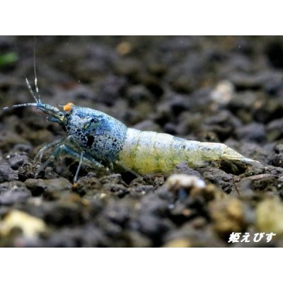 画像3: ECLIPSE turquoise(エクリプスターコイズ）　＜強ブルー発色＞抱卵ペア＝２匹　＜認証ステッカー付き＞
