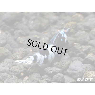 画像3: Black ECLIPSE-Rays（レイズ）　抱卵個体＝１匹（極上-ブルー発色個体）＜認証ステッカー付き＞