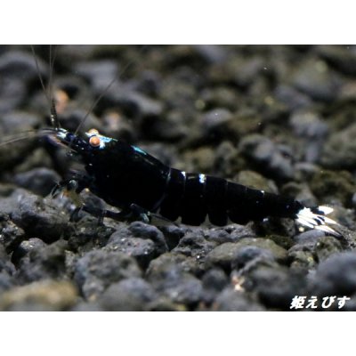 画像4: Black ECLIPSE Shrimp(ブラックエクリプス）　エントリーグレードペア＝２匹　＜認証ステッカー付き＞