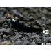 画像4: Black ECLIPSE Shrimp(ブラックエクリプス）　エントリーグレードペア＝２匹　＜認証ステッカー付き＞ (4)