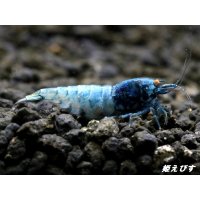 ECLIPSE turquoise(エクリプスターコイズ）　＜強ブルー発色＞抱卵ペア＝２匹　＜認証ステッカー付き＞