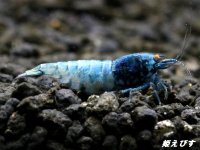ECLIPSE turquoise(エクリプスターコイズ）　＜強ブルー発色＞抱卵ペア＝２匹　＜認証ステッカー付き＞
