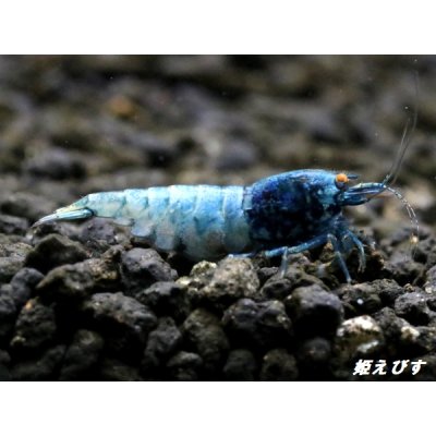 画像1: ECLIPSE turquoise(エクリプスターコイズ）　＜強ブルー発色＞抱卵ペア＝２匹　＜認証ステッカー付き＞