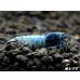 画像1: ECLIPSE turquoise(エクリプスターコイズ）　＜強ブルー発色＞抱卵ペア＝２匹　＜認証ステッカー付き＞ (1)