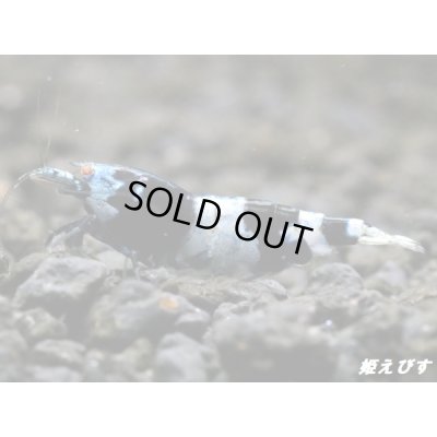 画像2: Black ECLIPSE-Rays（レイズ）　抱卵個体＝１匹（極上-ブルー発色個体）＜認証ステッカー付き＞