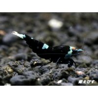 Black ECLIPSE Shrimp(ブラックエクリプス）　エントリーグレードペア＝２匹　＜認証ステッカー付き＞