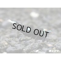 Black ECLIPSE Shrimp(ブラックエクリプス）　エントリーグレードペア＝２匹　＜認証ステッカー付き＞