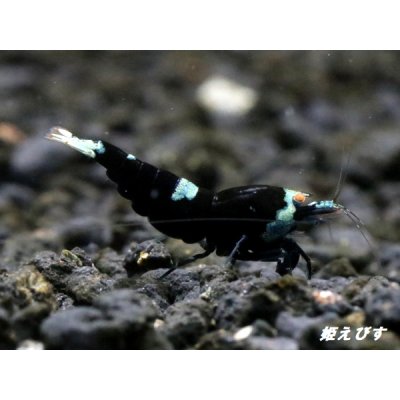画像1: Black ECLIPSE Shrimp(ブラックエクリプス）　エントリーグレードペア＝２匹　＜認証ステッカー付き＞
