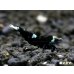 画像1: Black ECLIPSE Shrimp(ブラックエクリプス）　エントリーグレードペア＝２匹　＜認証ステッカー付き＞ (1)
