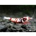 画像4: Red ECLIPSE Shrimp(レッドエクリプス）　抱卵ペア＝２匹　（ハイグレード）＜認証ステッカー付き＞ (4)