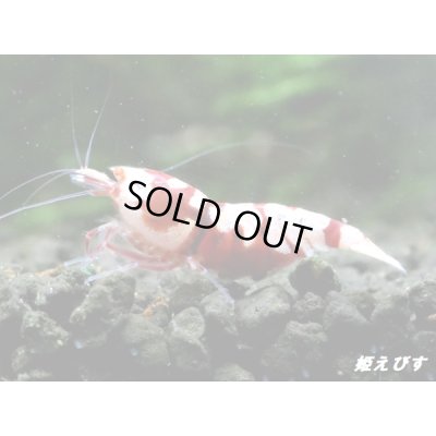 画像2: Red ECLIPSE Shrimp(レッドエクリプス）　抱卵ペア＝２匹　（ハイグレード）＜認証ステッカー付き＞