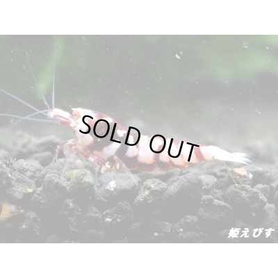 画像3: Red ECLIPSE Shrimp(レッドエクリプス）　抱卵ペア＝２匹　（ハイグレード）＜認証ステッカー付き＞