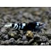 画像5: ＜レア表現＞Black ECLIPSE Shrimp(ブラックエクリプス）　パープル発色の抱卵ペア＝２匹　＜認証ステッカー付き＞