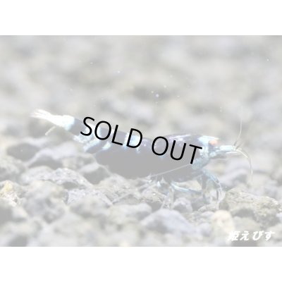 画像1: ＜レア表現＞Black ECLIPSE Shrimp(ブラックエクリプス）　パープル発色の抱卵ペア＝２匹　＜認証ステッカー付き＞
