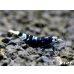 画像1: ＜レア表現＞Black ECLIPSE Shrimp(ブラックエクリプス）　パープル発色の抱卵ペア＝２匹　＜認証ステッカー付き＞ (1)