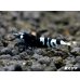 画像4: ＜レア表現＞Black ECLIPSE Shrimp(ブラックエクリプス）　パープル発色の抱卵ペア＝２匹　＜認証ステッカー付き＞