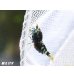 画像3: ＜レア表現＞Black ECLIPSE Shrimp(ブラックエクリプス）　パープル発色の抱卵ペア＝２匹　＜認証ステッカー付き＞